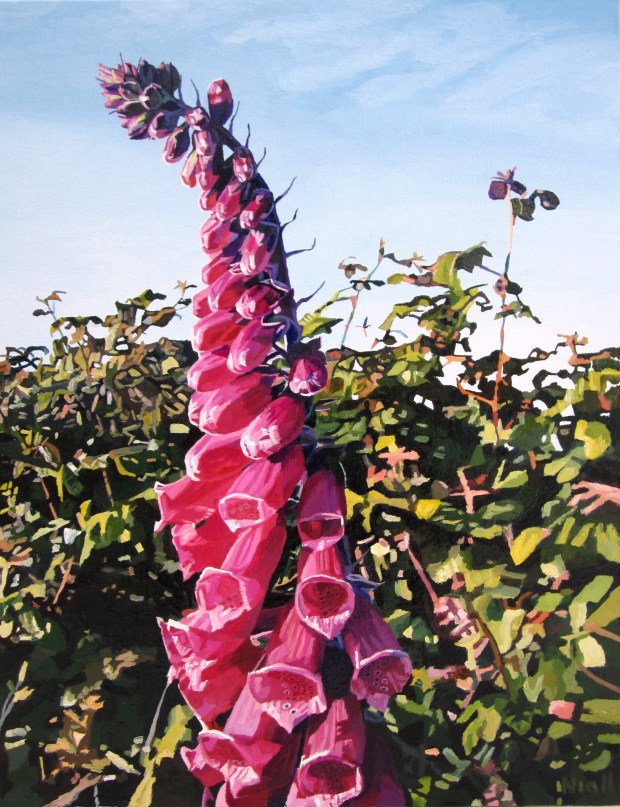 Foxglove in the Evening Sun