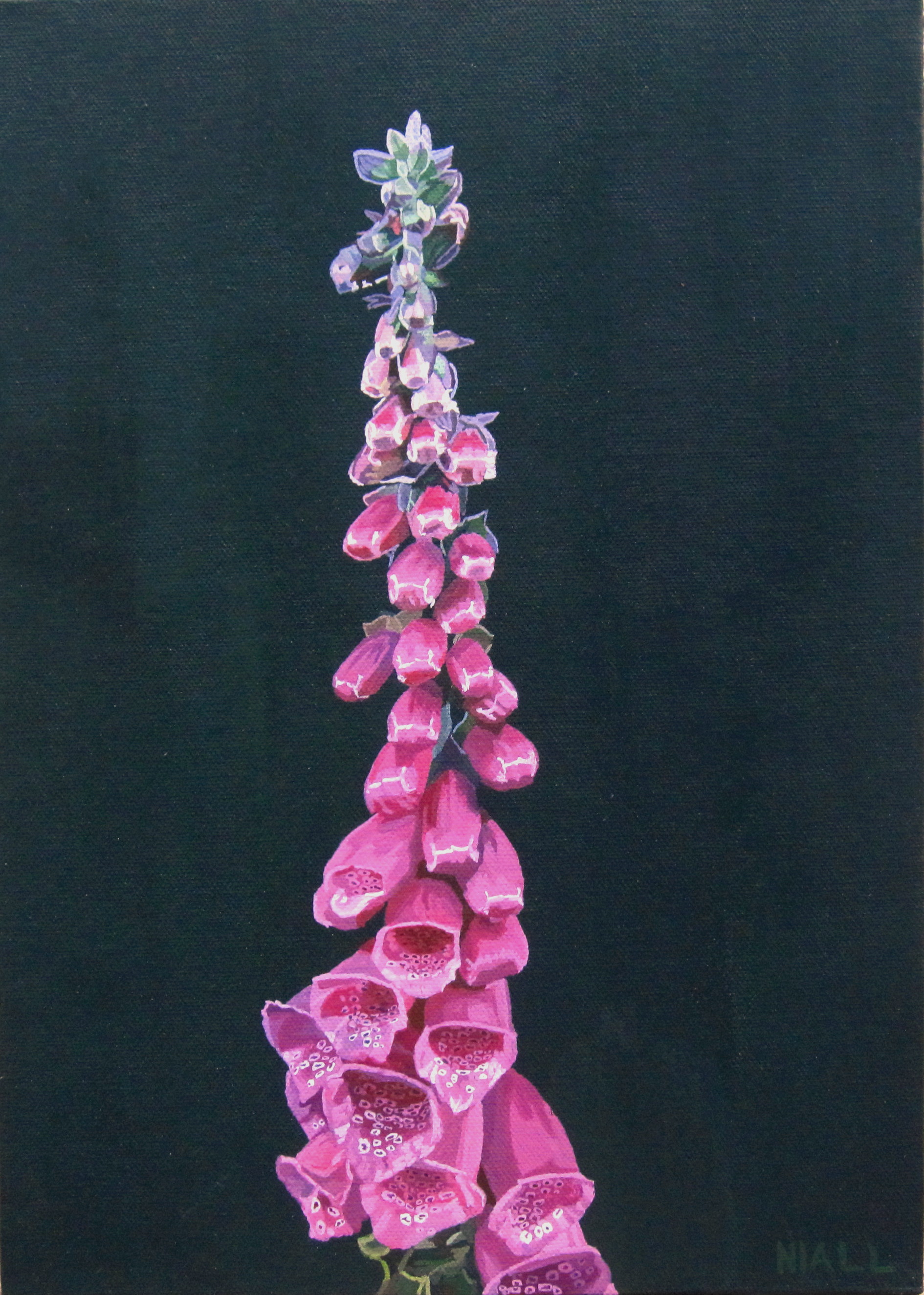 Foxglove