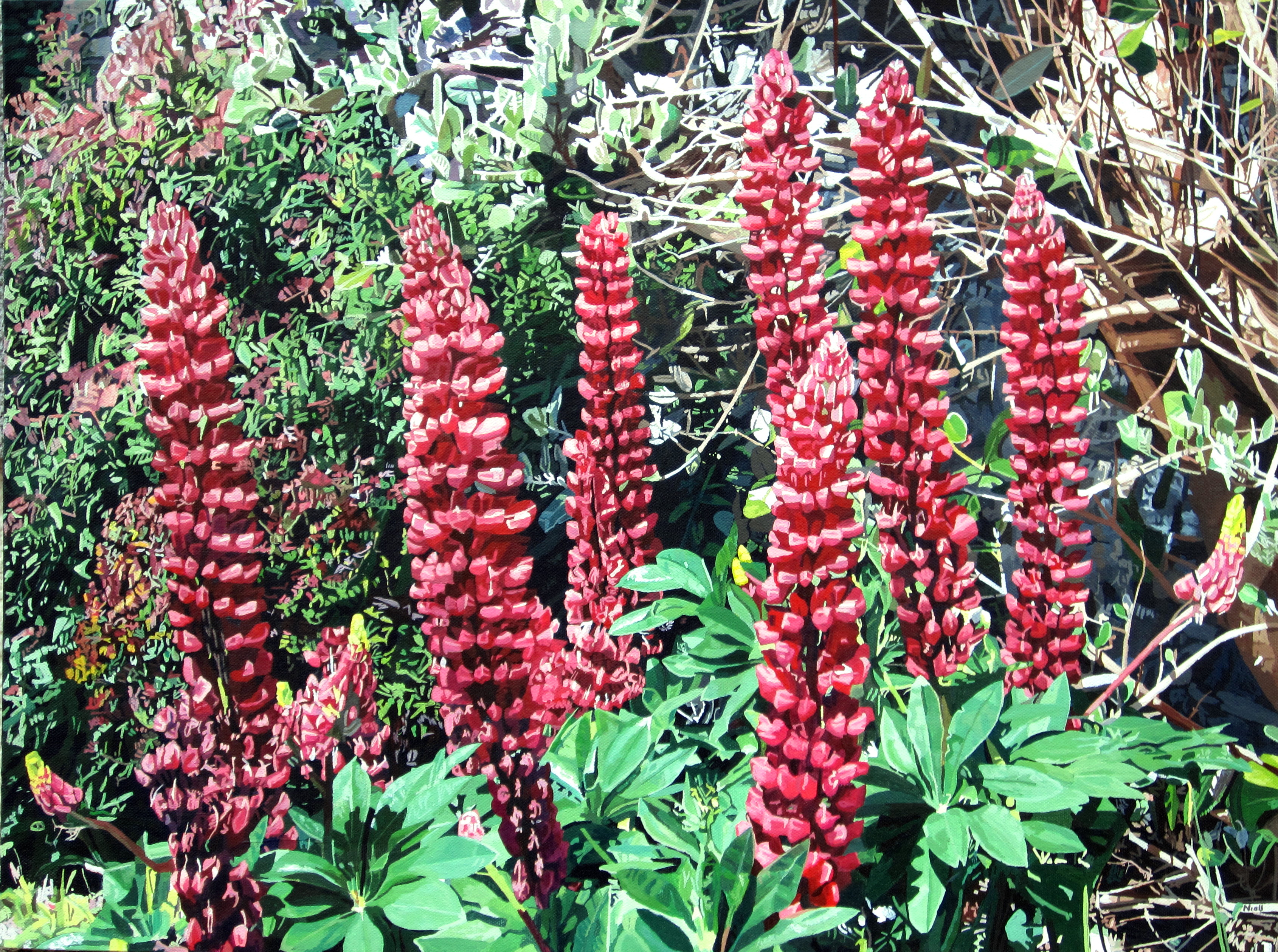 Red Lupins in Fota Gardens