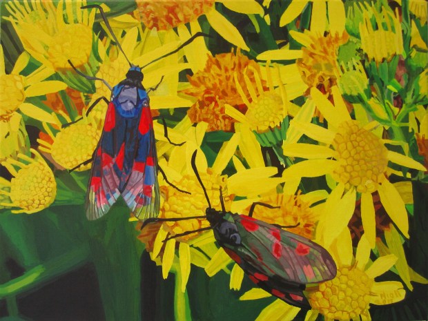 Two Cinnibar Moths on Ragwort Flowers