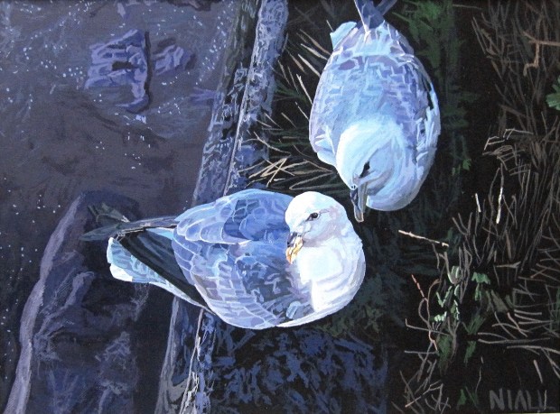 Two Fulmars Near Youghal Lighthouse