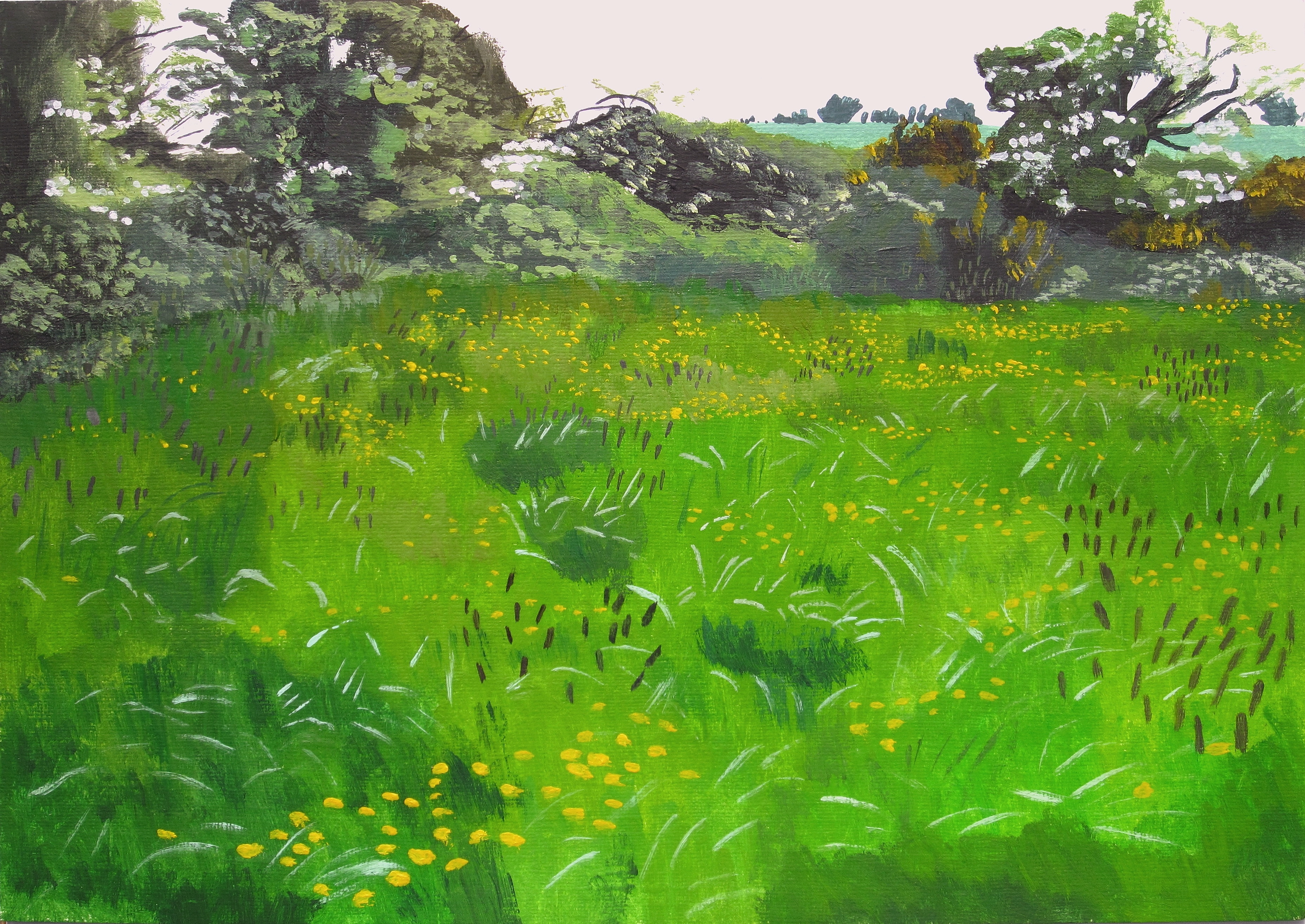 Buttercups In A Field In Rathhaha