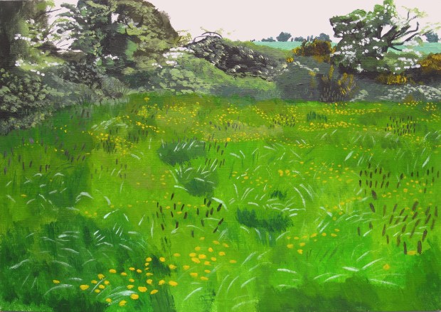 Buttercups In A Field In Rathhaha