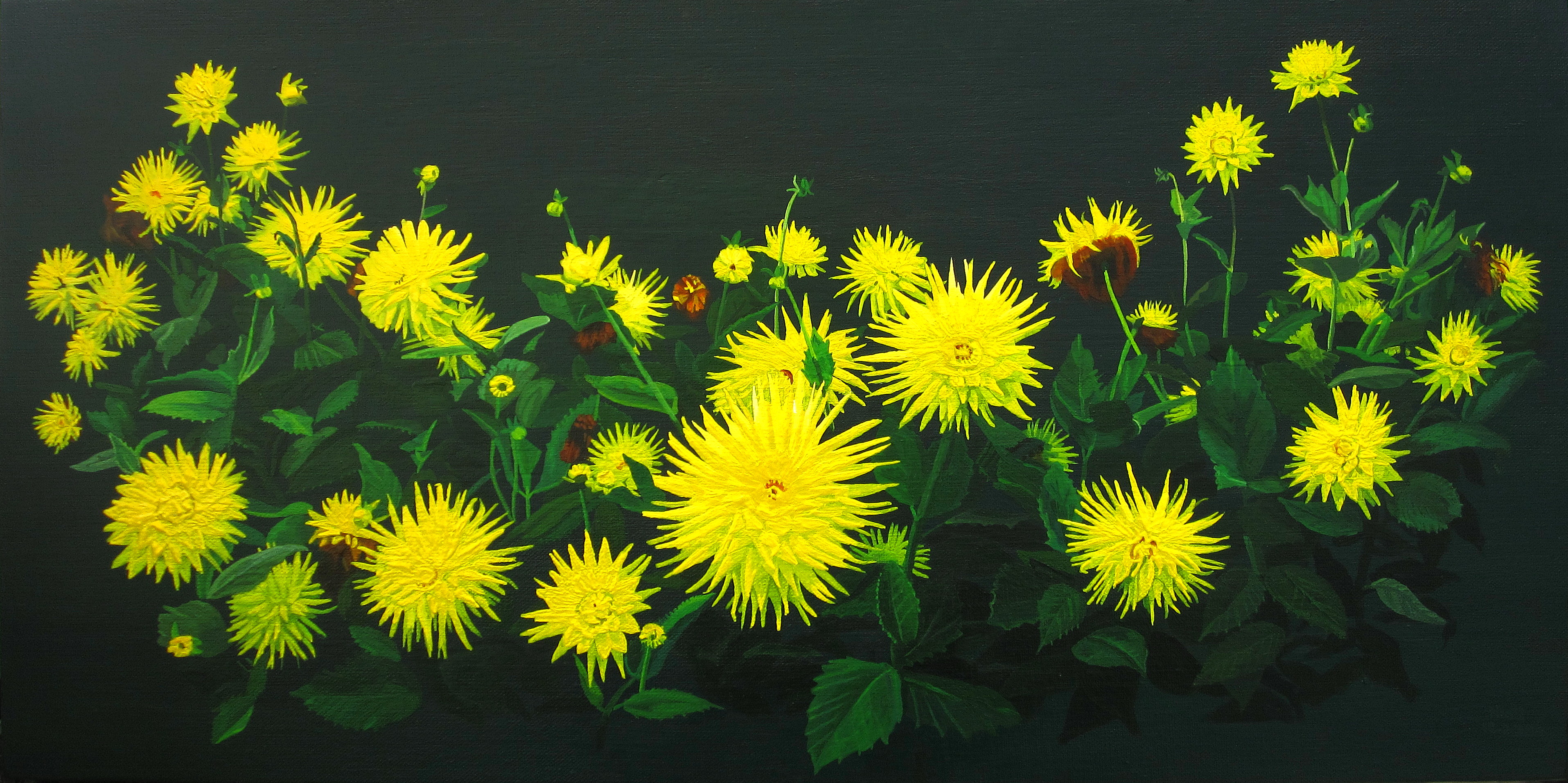 A Constellation of Dahlias