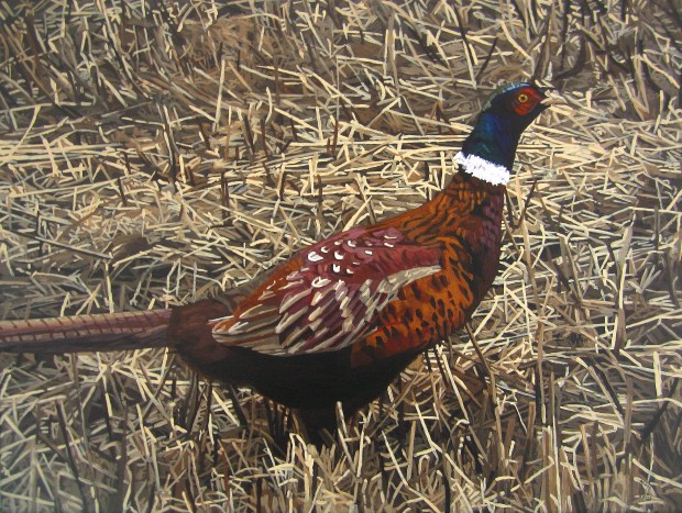 Cock Pheasant Amongst Corn Stubbles