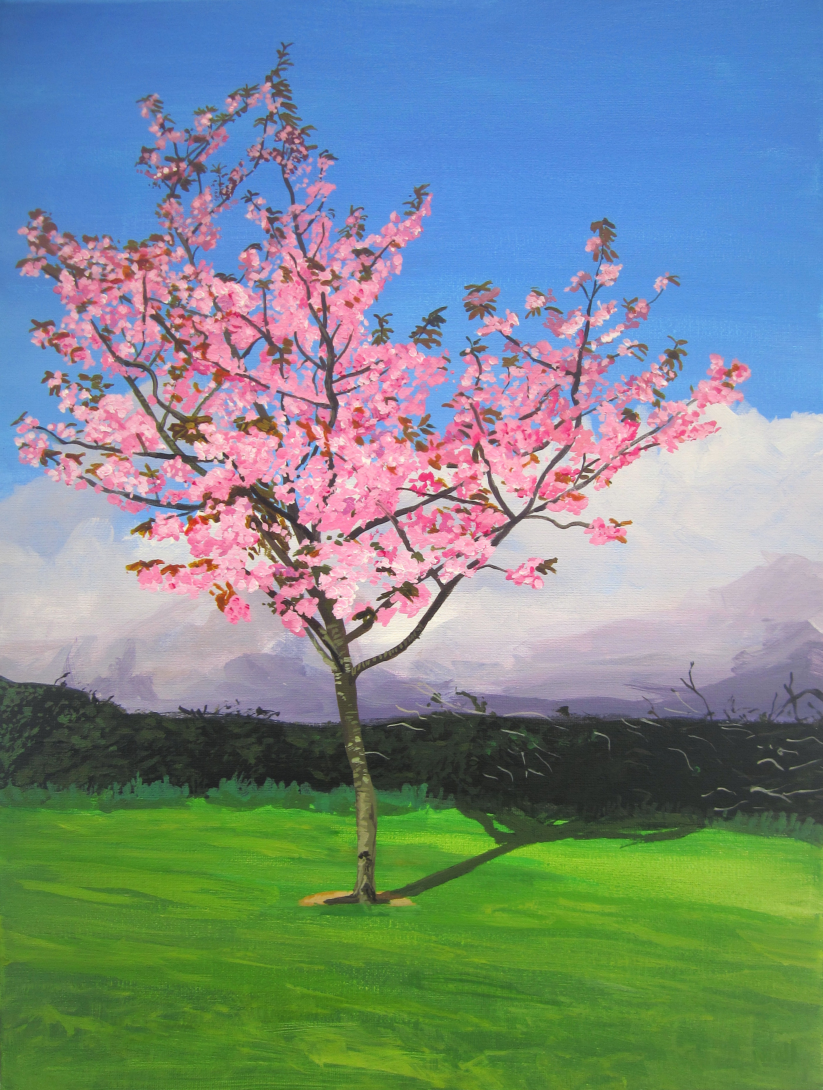 Pink Cherry Blossom Near Midleton