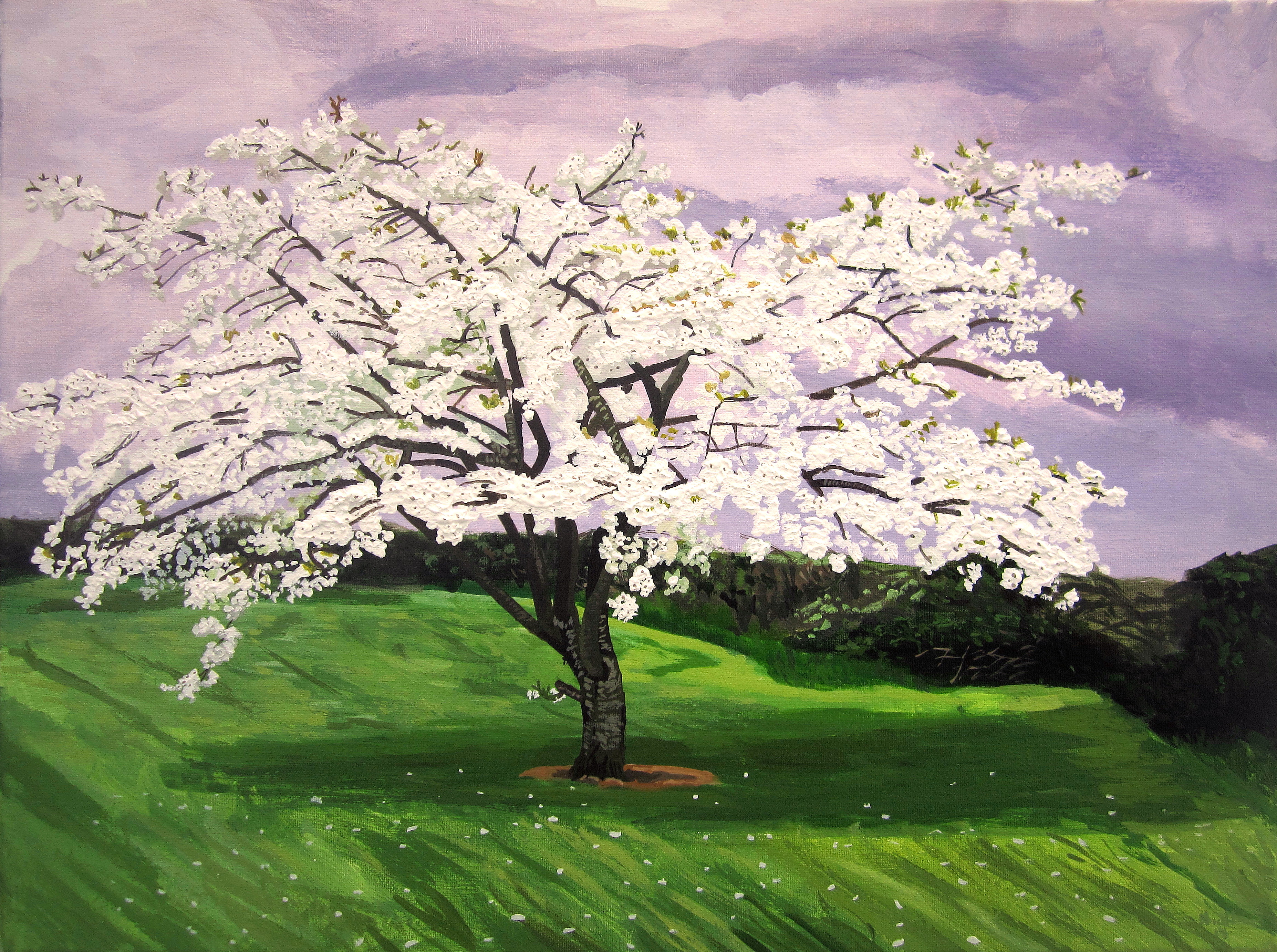 White Blossom Tree on Youghal Road, Midleton