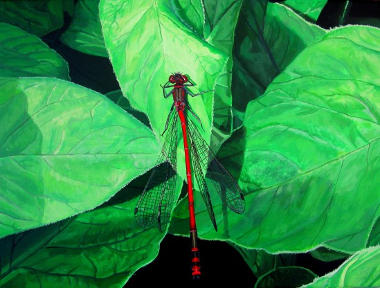 Red Damselfly