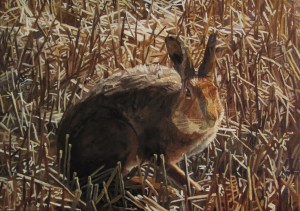 Hare Amongst Corn Stubbles