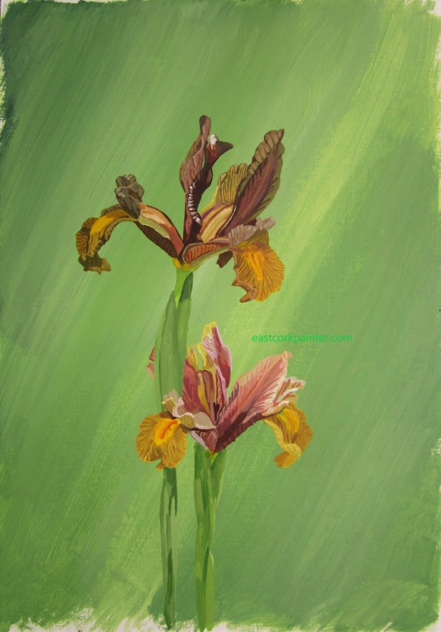 Two Mustard Coloured Irises watermark