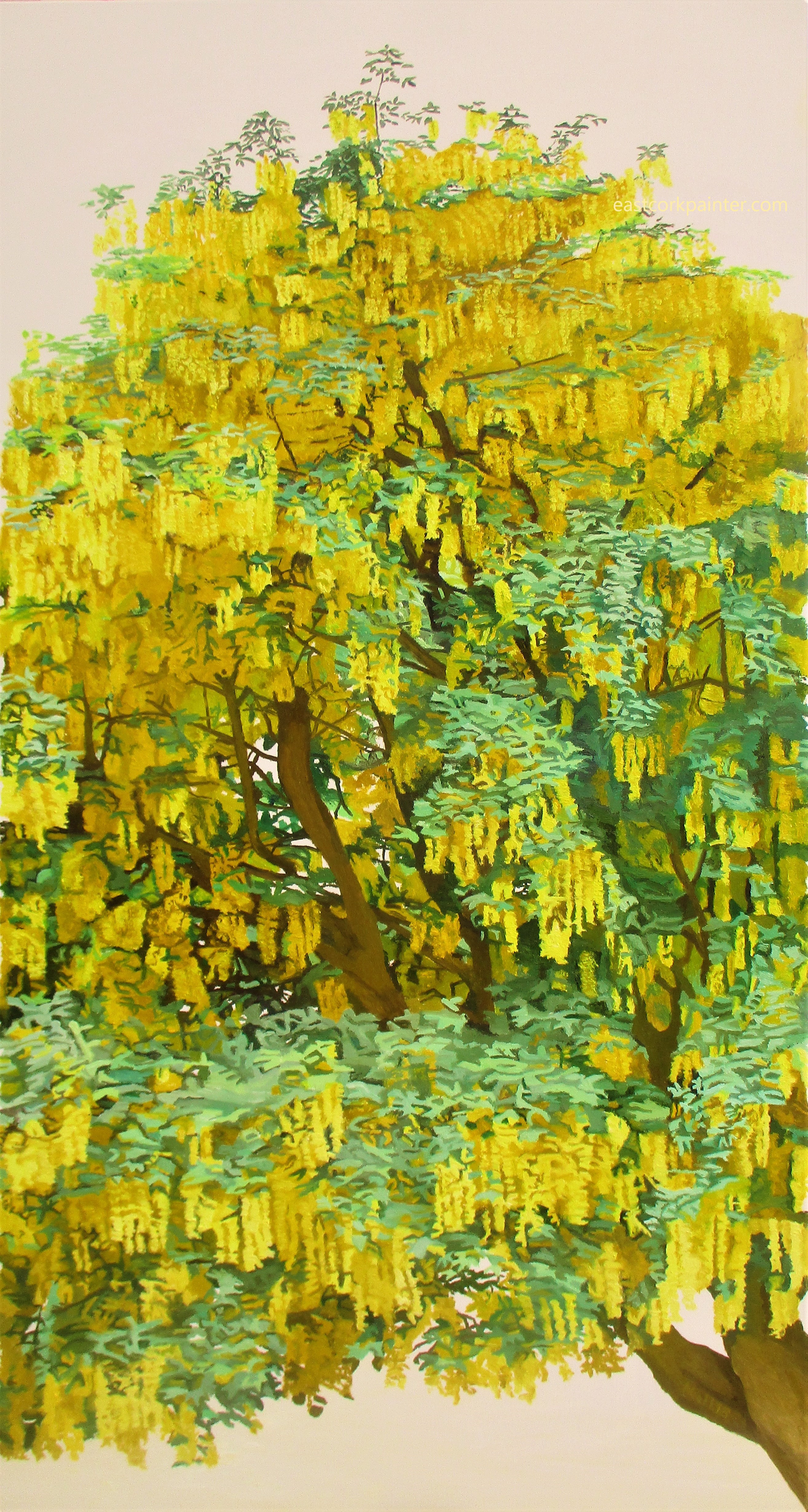 Laburnum watermark