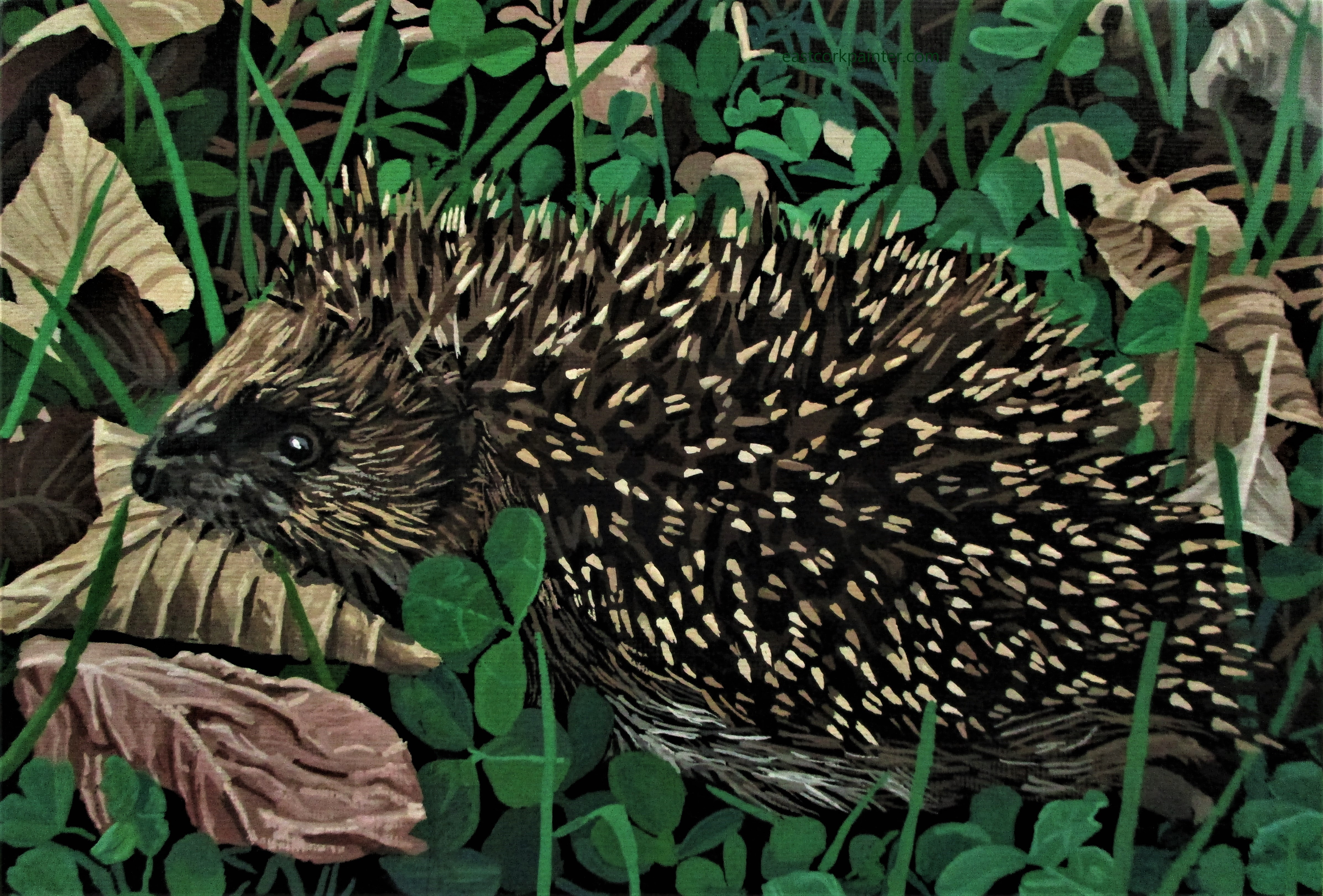 Hedgehog watermark