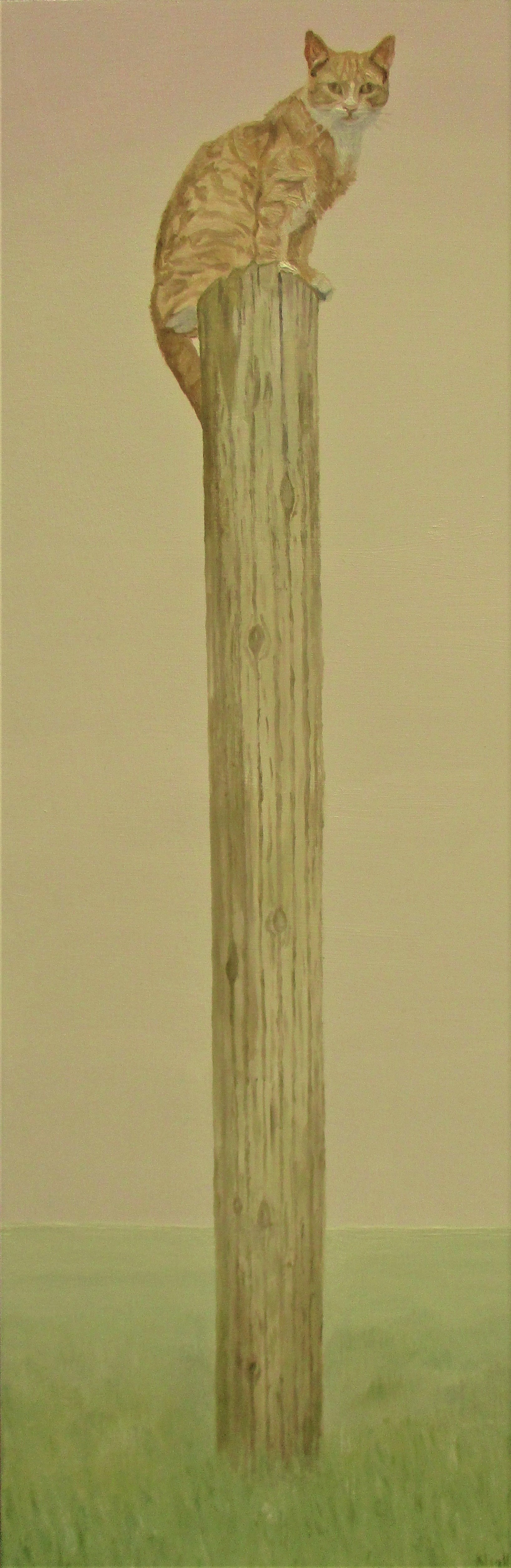 Buddy On The Washing Line Pole